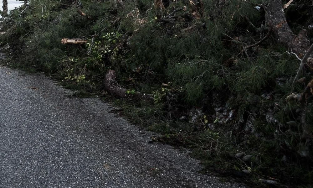 Πτώση δέντρων στην εθνική Αθηνών-Κορίνθου - Κυκλοφοριακό κομφούζιο